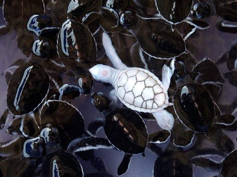 Potret Hewan Albino Langka yang Menakjubkan