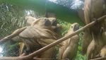 Begini Pembersihan Getah di Bulu Kakatua yang Sempat Disekap