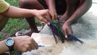 Para pelaku penyelundupan menggunakan getah untuk menjebak burung-burung malang itu. Kini bulunya telah dibersihkan. Foto: dok. BKSDA Maluku