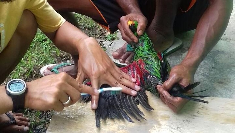 Kasihan, Bulu Kakatua yang Disekap di Paralon Dipenuhi Getah Kasihan, Bulu Kakatua yang Disekap di Paralon Dipenuhi Getah