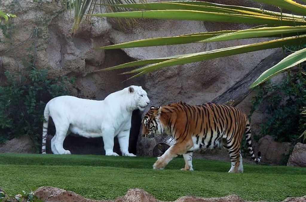 Potret Hewan Albino Langka Yang Menakjubkan Foto 8