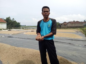 Cerita Asefullah, Petani yang Bisa Jual Beras Rp 8.000/Kg ke Jakarta
