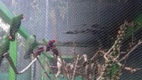 Selain biji-bijian, burung-burung itu juga diberi makan pisang. Foto: dok. BKSDA Maluku