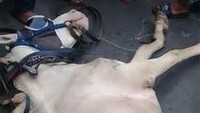 Kuda delman berwarna putih mengalami patah kaki karena terperosok di lubang drainase di kawasan Menteng, Jakarta Pusat pada Minggu (19/7) kemarin. Kaki kiri depan kuda tersebut kemudian mengalami patah. (Foto: Screenshot video warga)