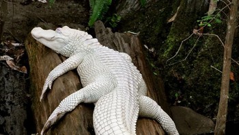 Buaya muara yang albino. Foto: Boredpanda
