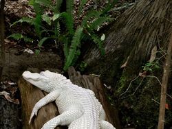 Penampakan Dramatis Hewan-hewan Albino