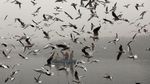 Ratusan Burung Camar Kepung Pria Bersampan di Sungai Yamuna