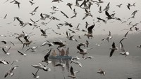 Burung camar memang sangat banyak ditemukan di Sungai Yamuna/Foto: REUTERS/Saumya Khandelwal