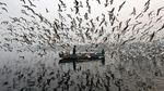 Ratusan Burung Camar Kepung Pria Bersampan di Sungai Yamuna