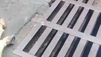 detikcom sempat menelusuri Jl KH Wahid Hasyim, tepatnya di depan pintu masuk Djakarta Theater XXI. Di lokasi terdapat beberapa lubang drainase selokan dengan pengamanan besi berjarak masing-masing sekitar 15-30 cm. (Foto: Screenshot video warga)