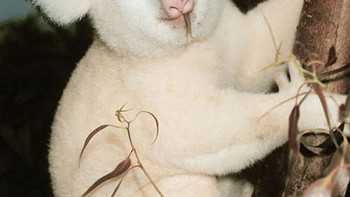 Koala. (Foto: Istimewa/Boredpanda)