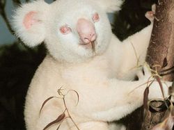 Potret Langka Hewan Albino yang Mengagumkan