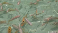 Ada ikan-ikan yang dipelihara di air mancur ini.