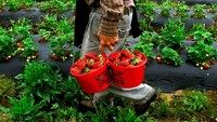 Dessert pilihan sang ratu adalah buah segar. Ada strawberry dari Balmoral dan white peach manis dari Istana Windsor. Foto: Istimewa