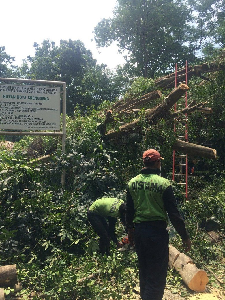 Lho Ada Pohon Beringin Sudah Tumbang Lalu Berdiri Lagi