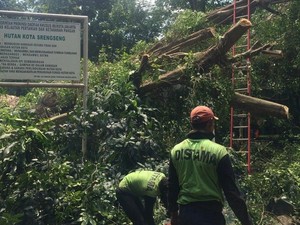 Lho, Ada Pohon Beringin Sudah Tumbang Lalu Berdiri Lagi