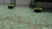 Pantauan detikcom, ketinggian air di kolam ini tidak terlalu dalam.