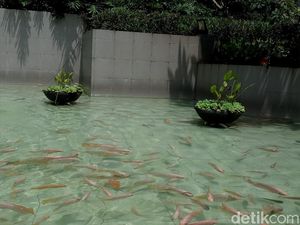 Siapa Anggota DPRD DKI yang Usul Anggaran Kolam Rp 620 Juta?