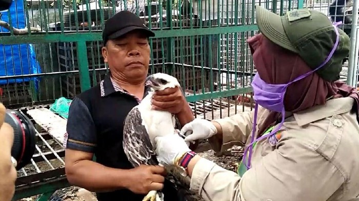 2 Ekor Elang di Aceh Dilepasliarkan Usai Dirawat BKSDA