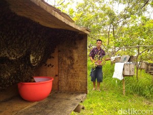 Ke Boyolali, Mengunjungi Budidaya Lebah Jawa yang Mulai Langka