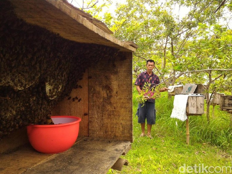 Ke Boyolali, Mengunjungi Budidaya Lebah Jawa yang Mulai Langka Ke Boyolali, Mengunjungi Budidaya Lebah Jawa yang Mulai Langka