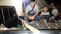 Lepas dari Kandang, Buaya Ini Masuk ke Pemukiman Warga