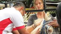 Kabar kuda delman yang jatuh tersungkur di kawasan Menteng, Jakpus, didengar oleh para pemerhati. Kuda tersebut lalu dibeli dari sang pemilik di kawasan Kemanggisan.