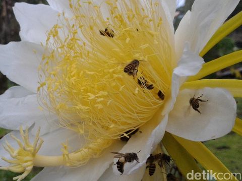 Ke Boyolali, Mengunjungi Budi Daya Lebah Jawa yang Mulai Langka