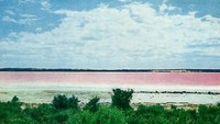 Tapi sayang, warna pink dari danau ini lama kelamaan memudar. Dari pink menjadi lebih putih (Merve Andre/Australia Plus ABC)