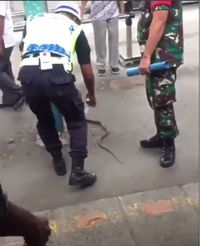 Ular yang Ikut 'Naik' KRL Berasal dari Barang Penumpang
