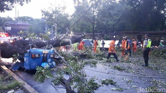 Pemprov DKI akan Tebang Pohon Cegah Tumbang