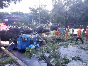 Pemprov DKI akan Tebang Pohon Cegah Tumbang