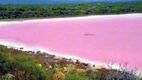 Danau Pink adalah destinasi menarik yang ada di Kota Esperance, sekitar 1,5 jam penerbangan dari Perth. Banyak turis yang ke sini karena tertarik dengan warna danau yang cerah buat foto-foto (Australia Plus ABC)