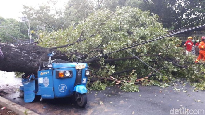 Pohon Tumbang di Samping Istiqlal Timpa 1 Motor dan 1 Bajaj