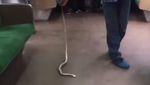 Foto: Snake on a Train! Penampakan Ular di Kereta dari Belahan Dunia