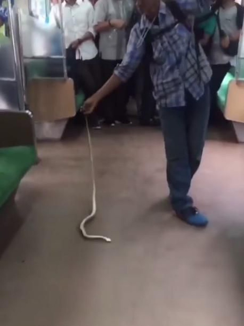 Ular yang Ikut Naik KRL Berasal dari Barang Penumpang Ular yang Ikut Naik KRL Berasal dari Barang Penumpang