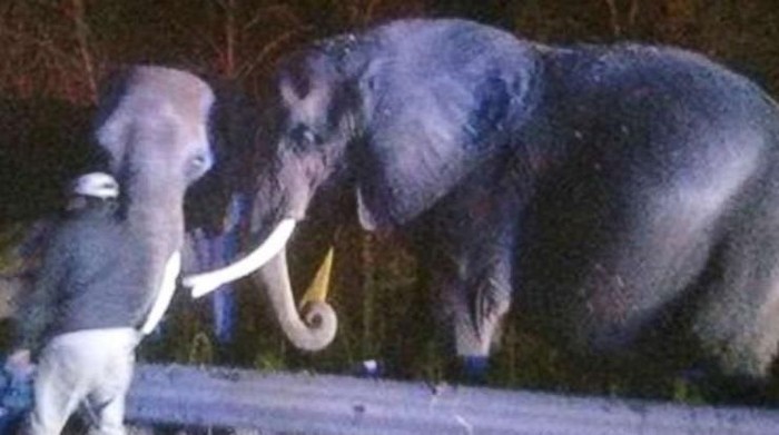 Truk Trailer Pengangkut Terbakar, Gajah Menunggu di Pinggir Jalan