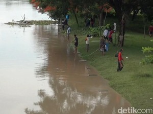 Warga Lamongan Ramai-ramai Ngumbo Ikan di Bengawan Solo