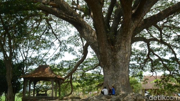 Ada Pohon Seperti Tree of Souls dalam Film Avatar di Rembang 