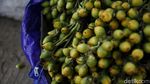 Senyum Semringah Para Penjual Pinang