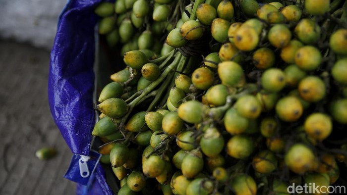 Manfaat dan Bahaya Makan Buah Pinang, Penting Diketahui