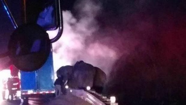 Truk Trailer Pengangkut Terbakar, Gajah 'Menunggu' di Pinggir Jalan