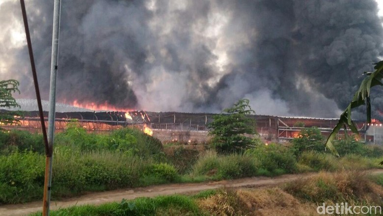 Peternakan Ayam di Kudus Terbakar, Kerugian Ditaksir Rp 3,5 M Peternakan Ayam di Kudus Terbakar, Kerugian Ditaksir Rp 3,5 M