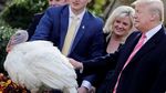 Foto: Saat Trump Ampuni Drumstick Si Kalkun