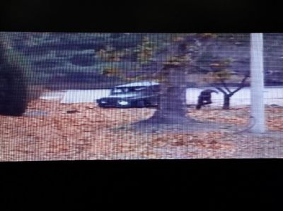 Gambar CCTV Ini Ungkap Momen Dramatis Pelarian Tentara Korut Pembelot