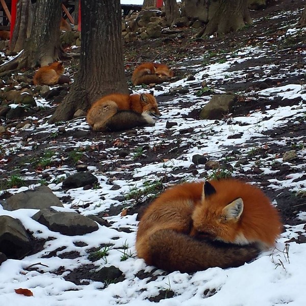 Zao Fox Village dihuni oleh ratusan rubah dengan 6 jenis yang berbeda. Sebenarnya, ini adalah wilayah kaki gunung yang luas, tapi bukan makna desa yang sebenarnya (Instagram/bethparow) Zao Fox Village dihuni oleh ratusan rubah dengan 6 jenis yang berbeda. Sebenarnya, ini adalah wilayah kaki gunung yang luas, tapi bukan makna desa yang sebenarnya (Instagram/bethparow)