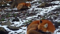 Zao Fox Village dihuni oleh ratusan rubah dengan 6 jenis yang berbeda. Sebenarnya, ini adalah wilayah kaki gunung yang luas, tapi bukan makna desa yang sebenarnya (Instagram/bethparow)