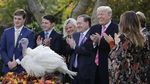 Foto: Saat Trump Ampuni Drumstick Si Kalkun