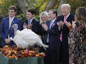 Foto: Saat Trump Ampuni Drumstick Si Kalkun
