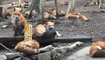 Foto: Desa yang Penghuninya Rubah di Jepang, Gemas Nggak?
